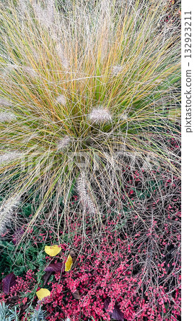 Vibrant autumn garden with pink roses, soft ornamental grass, and mixed perennial foliage Vibrant autumn garden with pink roses, soft ornamental grass, and mixed perennial foliage 132923211