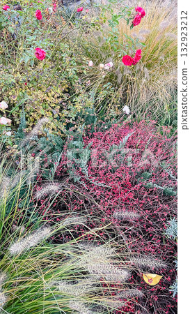 Vibrant autumn garden with pink roses, soft ornamental grass, and mixed perennial foliage 132923212