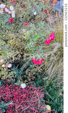 Vibrant autumn garden with pink roses, soft ornamental grass, and mixed perennial foliage Vibrant autumn garden with pink roses, soft ornamental grass, and mixed perennial foliage 132923218