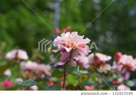 Incense rose garden of the four seasons Incense rose garden of the four seasons 132923594