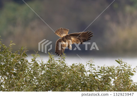 A common marsh harrier hunting in a reed bed 132923947