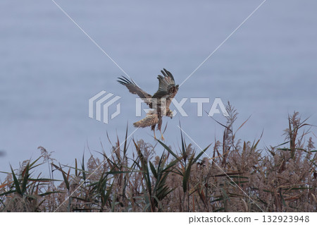 A common marsh harrier hunting in a reed bed A common marsh harrier hunting in a reed bed 132923948