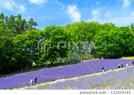 Lavender field 132924143