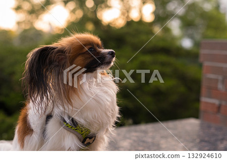 Papillon Dog in Summer Light 132924610