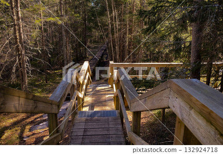 Wooden staircase and boardwalk trail leading down into a dense pine forest 132924718