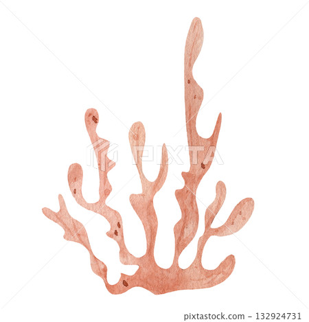 Orange seaweed bush watercolor. Isolated marine algae specimen on white background. Organic underwater ocean plant illustration for nature and ecology themes Orange seaweed bush watercolor. Isolated marine algae specimen on white background. Organic underwater ocean plant illustration for nature and ecology themes 132924731