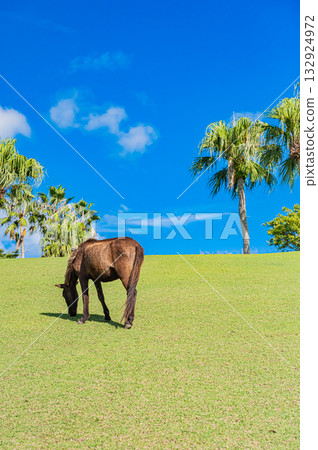 Kyushu, Kagoshima Prefecture, Kaimon Mountain Foothills Natural Park (Tokara Horse Ranch) 132924972