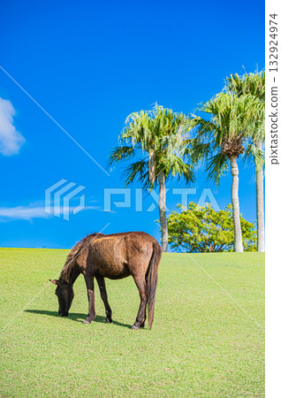 九州鹿兒島縣開門山麓自然公園（吐噶喇馬場） 132924974