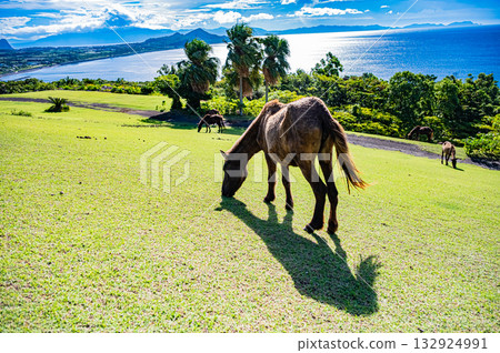 Kyushu, Kagoshima Prefecture, Kaimon Mountain Foothills Natural Park (Tokara Horse Ranch) 132924991