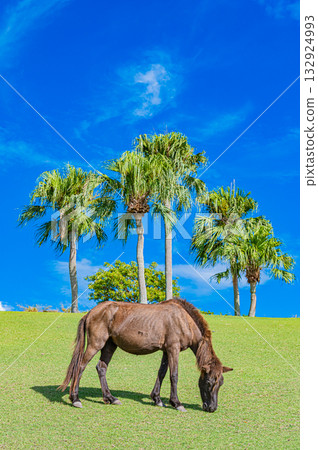 九州鹿兒島縣開門山麓自然公園（吐噶喇馬場） 132924993