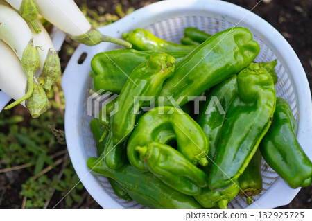 Freshly harvested summer vegetables 132925725