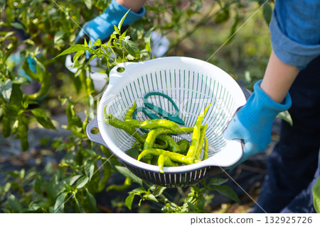 Woman harvesting vegetables 132925726