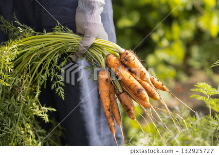 Young woman harvesting vegetables in the field Young woman harvesting vegetables in the field 132925727