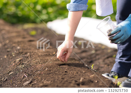 Young woman sowing vegetable seeds in the field 132925730