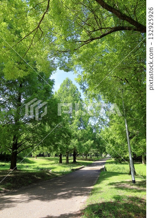 夏日公園水杉樹 夏日公園水杉樹 132925926