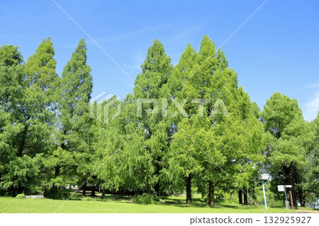Summer park metasequoia tree Summer park metasequoia tree 132925927