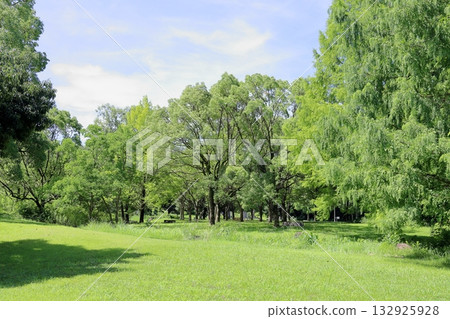 夏季公園 夏季公園 132925928