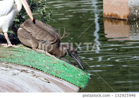 Great white pelican chick 132925946