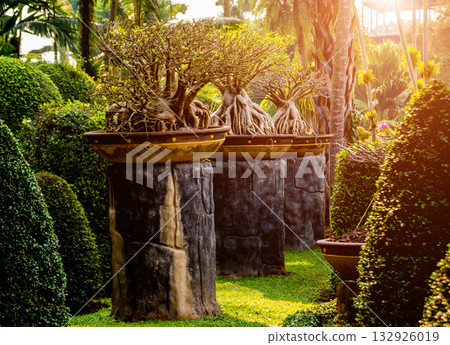 Luxury landscape design of the tropical garden. Luxury landscape design of the tropical garden. 132926019