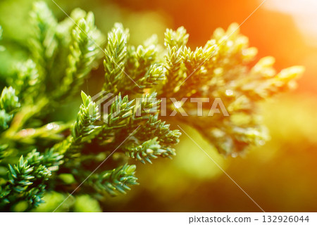 Abstract colored background close up. Macro flowers and petals. Abstract colored background close up. Macro flowers and petals. 132926044