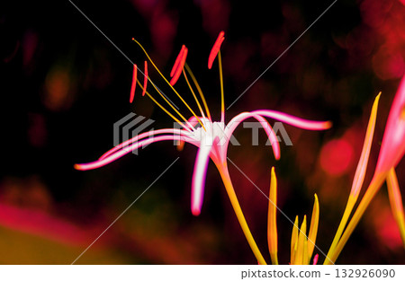 Abstract colored background close up. Macro flowers and petals 132926090