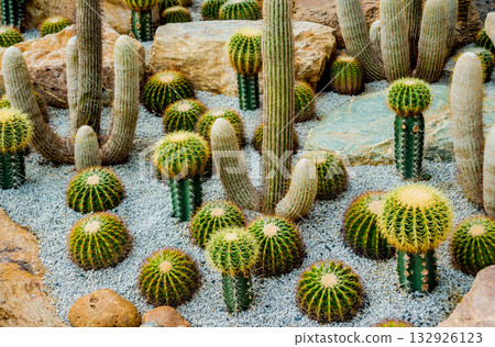 Collection beautiful prickly cacti in the greenhouse 132926123