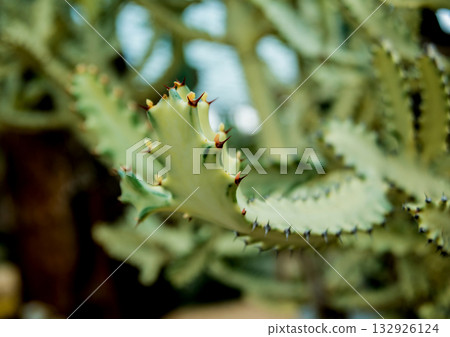 Collection beautiful prickly cacti in the greenhouse 132926124