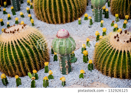 Collection beautiful prickly cacti in the greenhouse Collection beautiful prickly cacti in the greenhouse 132926125