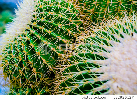 Beautiful macro shots of prickly cactus. Background and textures Beautiful macro shots of prickly cactus. Background and textures 132926127
