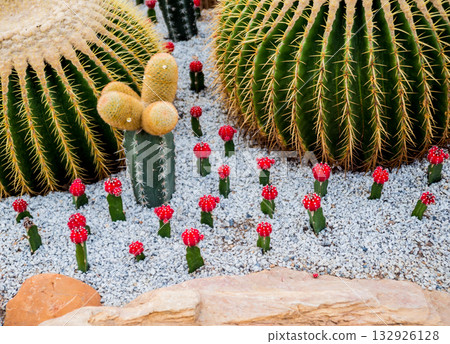 Collection beautiful prickly cacti in the greenhouse 132926128