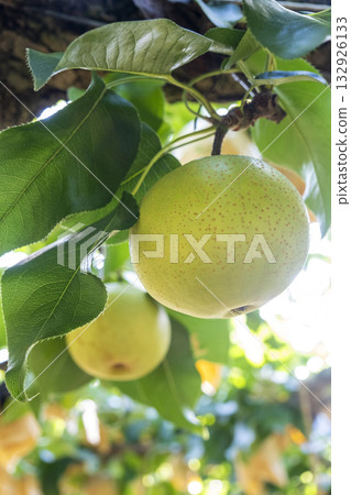 Nijisseiki Pear (Yurihama Town, Tottori Prefecture) 132926133