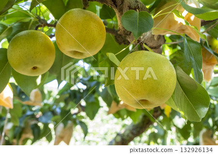 Nijisseiki Pear（鳥取縣百合濱町） 132926134