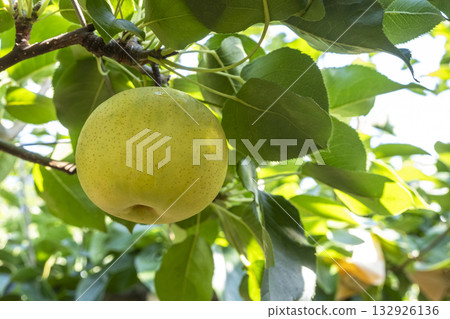 Nijisseiki Pear(鳥取縣百合濱町) Nijisseiki Pear(鳥取縣百合濱町) 132926136