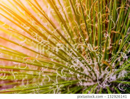 Beautiful macro shots of prickly cactus. Background and textures Beautiful macro shots of prickly cactus. Background and textures 132926141