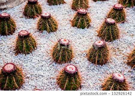 Collection beautiful prickly cacti in the greenhouse 132926142