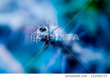 Beautiful macro shots of prickly cactus. Background and textures Beautiful macro shots of prickly cactus. Background and textures 132926155