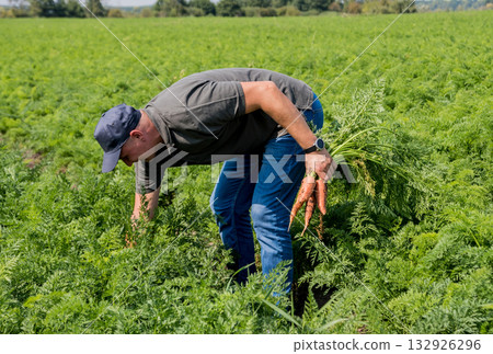 Growing organic carrots. Carrots in the hands of a farmer. 132926296