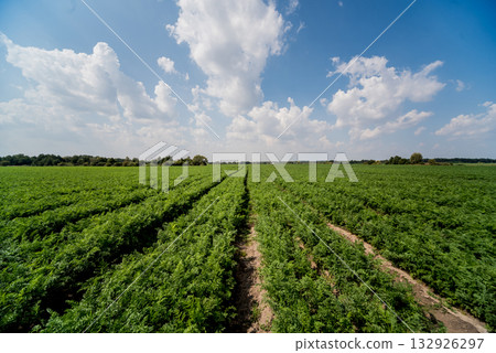 Long field and rows of carrots. Blue summer sky. Long field and rows of carrots. Blue summer sky. 132926297