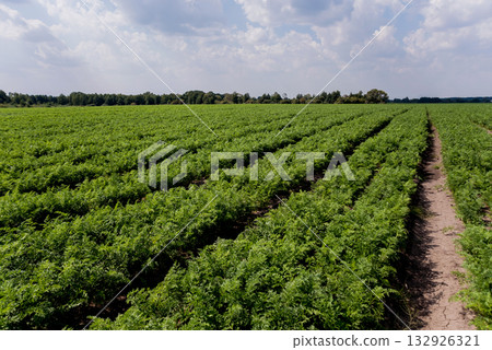 Long field and rows of carrots. Blue summer sky. 132926321