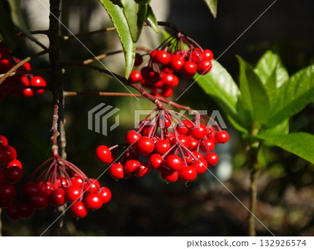 Red fruit 132926574