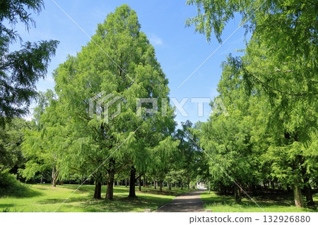 夏日公園水杉樹 132926880