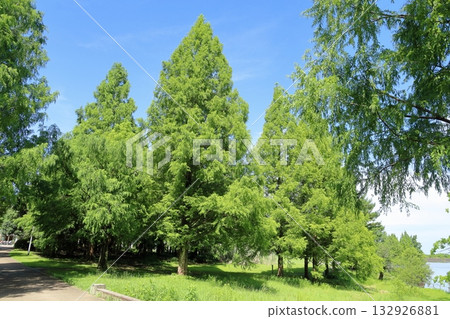 Summer park metasequoia tree 132926881