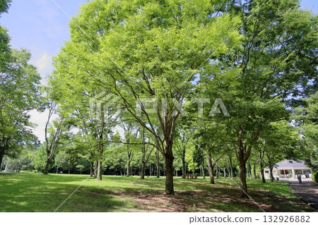 夏季公園櫸樹森林 132926882