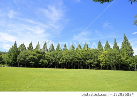 夏日公園清爽樹林 夏日公園清爽樹林 132926884