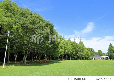 Summer park refreshing woods 132926888