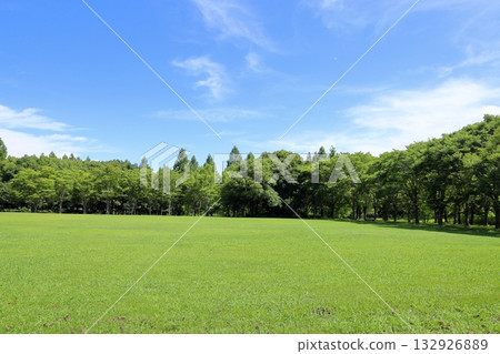 Summer park refreshing woods 132926889