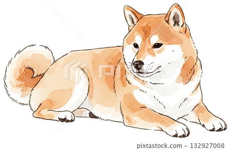 躺著的柴犬 132927008