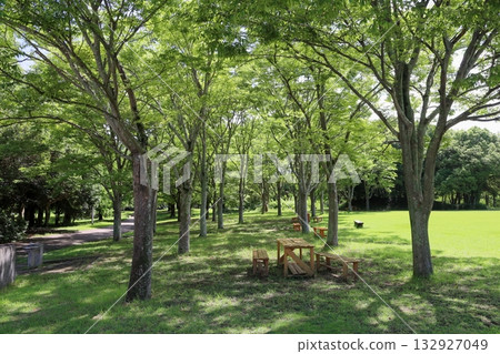 Summer park refreshing woods 132927049