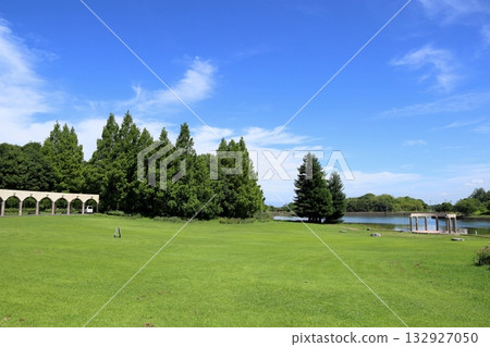 Summer park metasequoia forest Summer park metasequoia forest 132927050