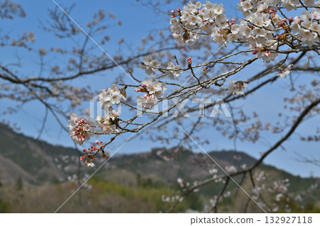春天,虎山千本櫻在東秩父村的山村里盛開。 春天,虎山千本櫻在東秩父村的山村里盛開。 132927118